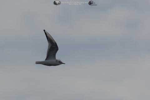 Bonaparte's gull