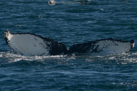 Humpback Whale Watching Near Seattle