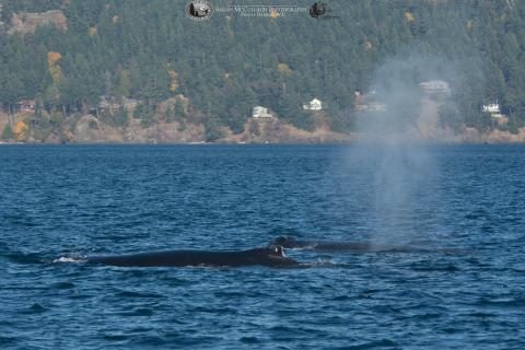 Two Humpbacks!