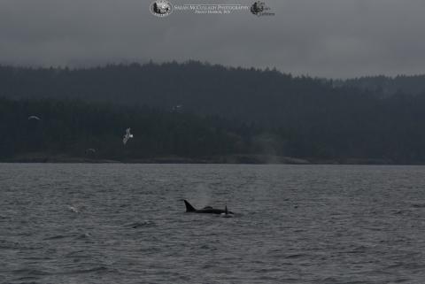 Orcas foraging