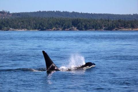 Resident Orcas near Henry Island Southern Resident Killer Whales in Haro Strait