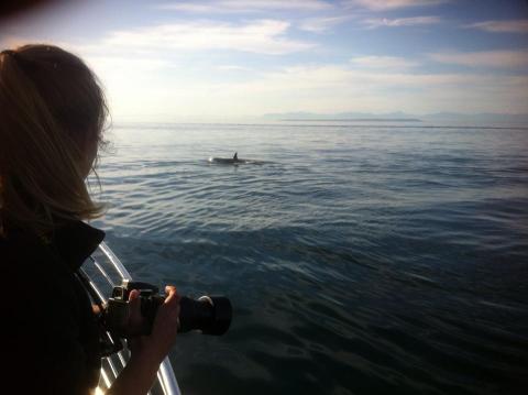 Naturalist watching orcas pass by the boat