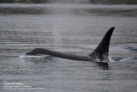 T077A lone male killer whale