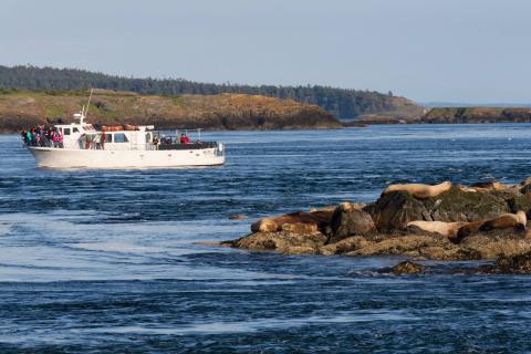 M/V Sea Lion with Steller's sea lions