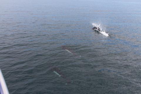 Surfing Porpoise Dall's Porpoise