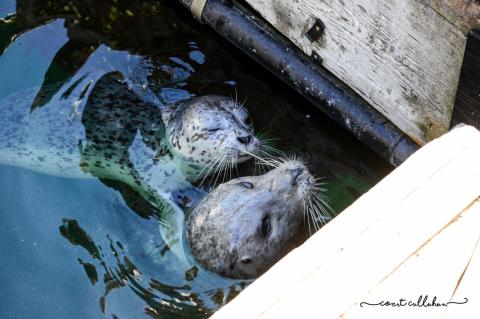 Harbor Seal Popeye and Pup Harbor Seal Popeye and Pup