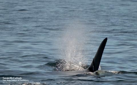 Transient Killer Whales