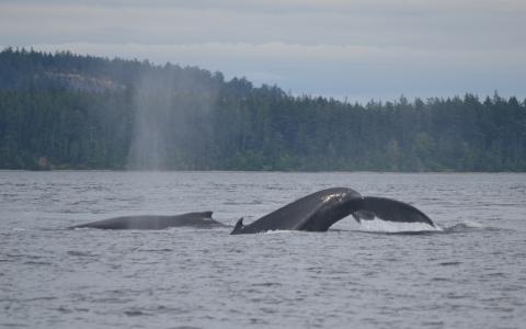 Two Humpback whales in Boundary Pass, British Columbia