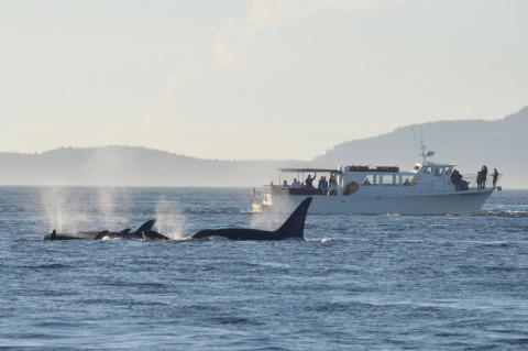 M/V Sea Lion and Killer whales