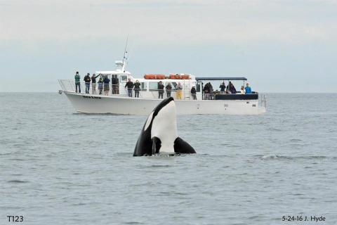 Bigg's killer whale | Photo: Jeanne Hyde