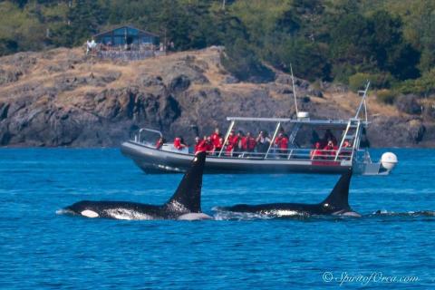 San Juan Island Transient Orcas Bigg's Killer Whales in Friday Harbor