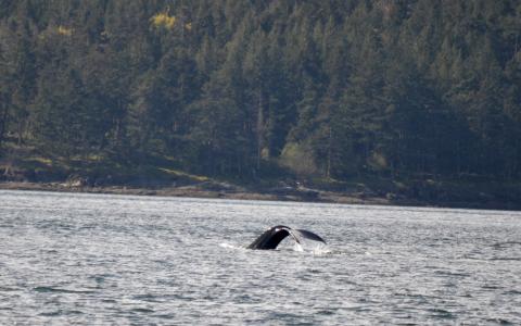 Humpback fluking in the San Juan Islands Humpback whale diving in the San Juan Islands