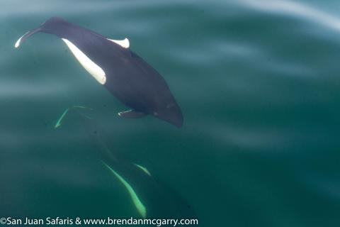 Dall's Porpoises in the Strait of Juan de Fuca