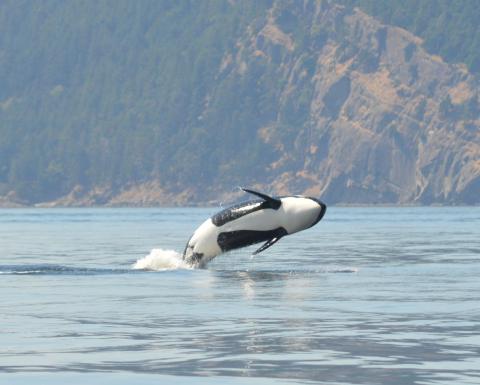 Bigg's Killer Whales Breaching!