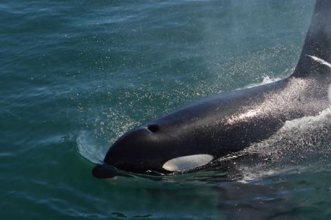 Bigg's Killer Whale Near Victoria B.C.