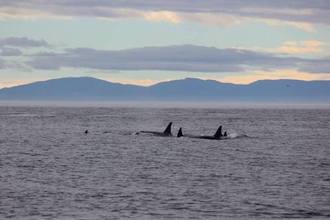 Bigg's Killer Whales near San Juan Island