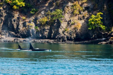 Orcas in San Juan Channel Bigg's Killer Whales in Friday Harbor