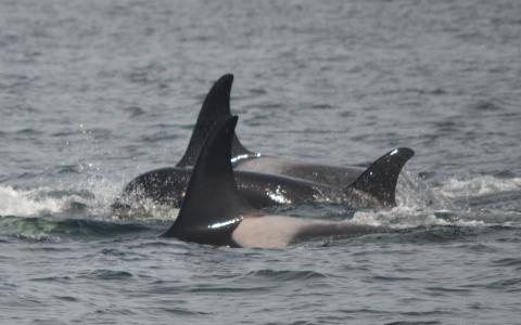 Members of J pod Southern Resident Killer Whales