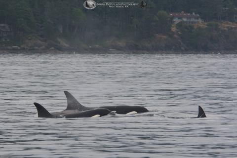 Bigg's killer whales in the Salish Sea