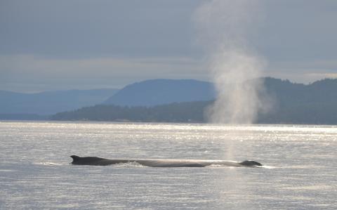 San Juan Safaris Humpback Whale