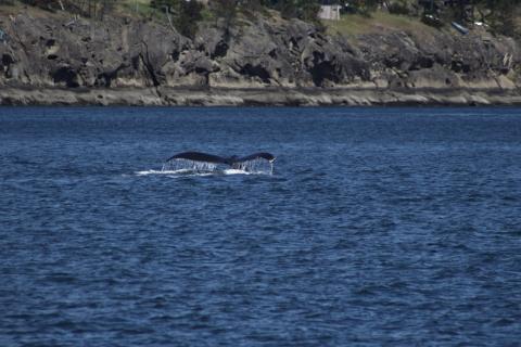 Humpback Whale