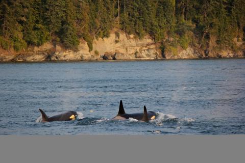 Bigg's Killer Whales Travel to Friday Harbor