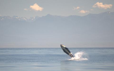 Breaching killer whale calf