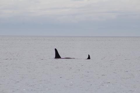 Southern Resident Orcas