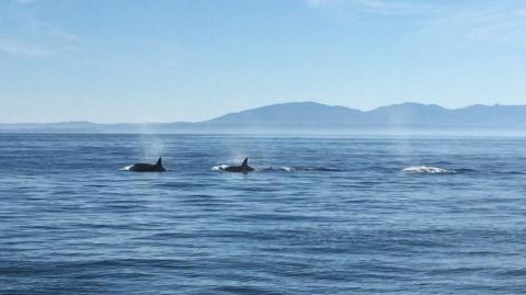 California Transient Killer Whales in the Salish Sea