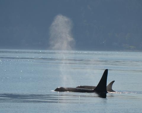 Orcas Surfacing