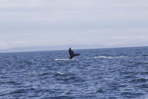 Humpback Whale