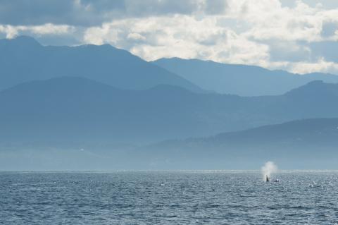 Killer whale surfacing