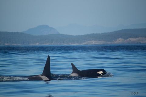 Bigg’s Killer Whales Rosario Strait