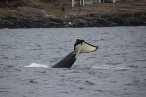 J Pod in Swanson Channel