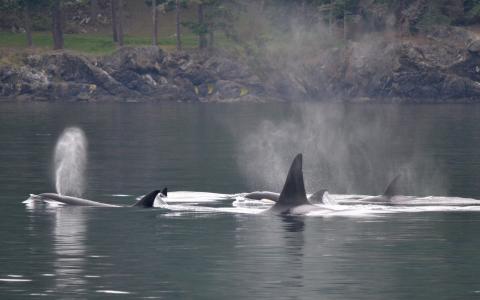 Bigg's Killer Whales in the San Juan Islands