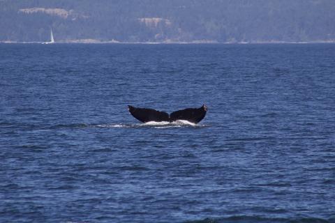 Humpback Whale