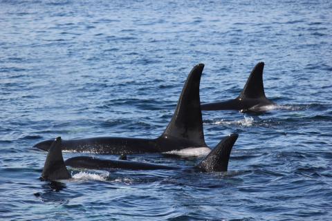 Bigg's Killer Whales in Canadian Waters