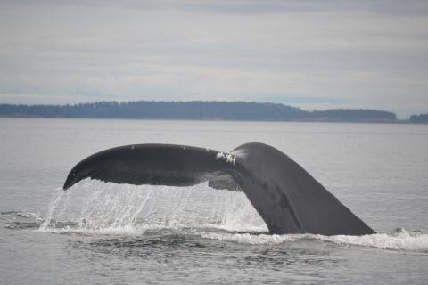 Humpback Whale