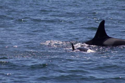 Southern Resident Orcas