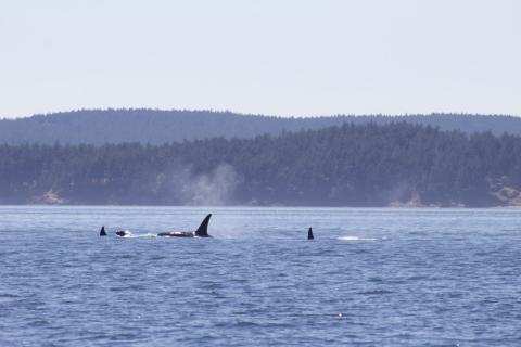 Bigg's Orcas