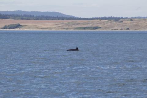 Minke Whale