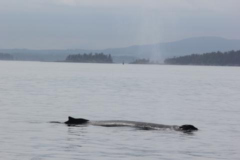 humpback whale