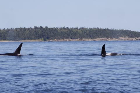 Bigg's Orcas