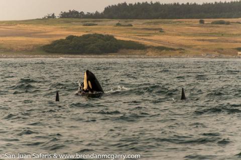 Orcas North of San Juan Island Bigg's Killer Whales near San Juan Island