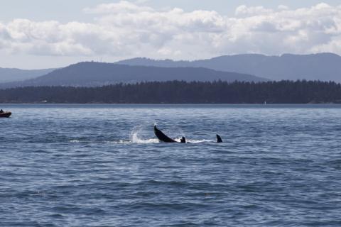 Bigg's Orcas