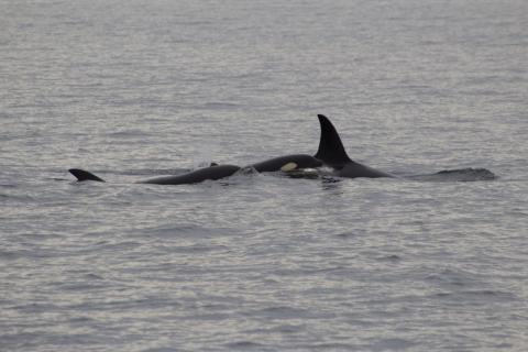 Bigg's Orcas