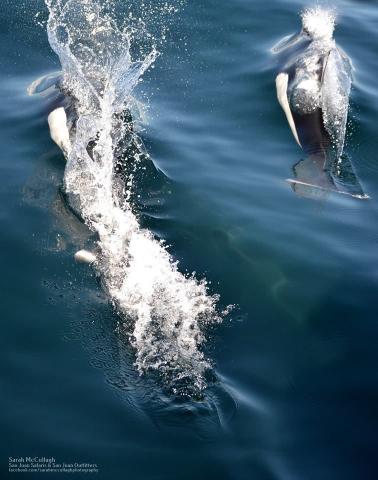 Dall's Porpoises Near Salmon Bank