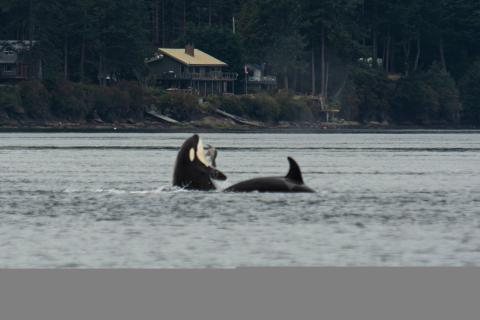 Bigg's Killer Whale Bigg's Killer Whale