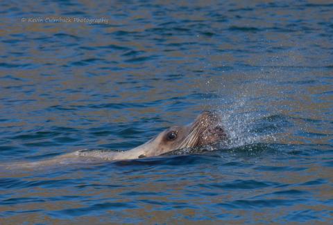 Stellar Sea Lion near San Juan Island