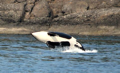 Resident Orcas on West Side of San Juan Island Southern Resident Killer Whales Breaching near San Juan Island